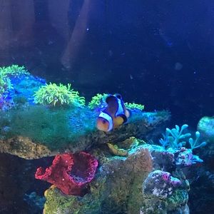 Meet your Posher, Marcia